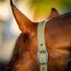 Horseware Amigo halsterset